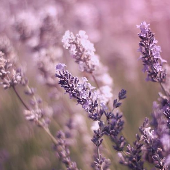 Ready for Spring? Comment below 💐💐 - Picture 5 of 6